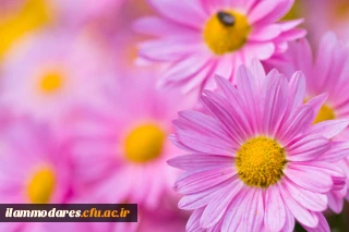 پیام تبریک آغاز سال تحصیلی جدید