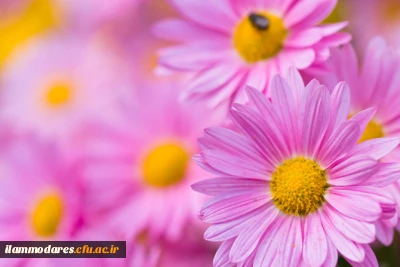 پیام تبریک آغاز سال تحصیلی جدید