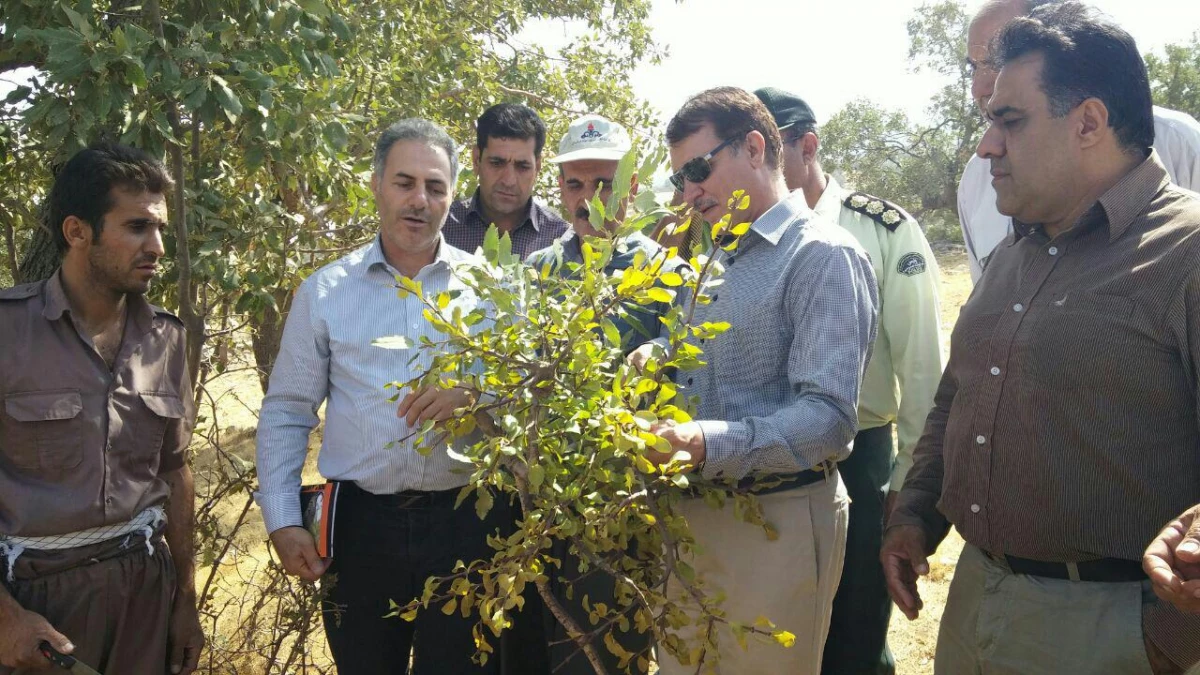 حضور دانشجو معلمان پردیس شهید مدرس ایلام در فعالیت زیست محیطی دفع آفت لورانتوس