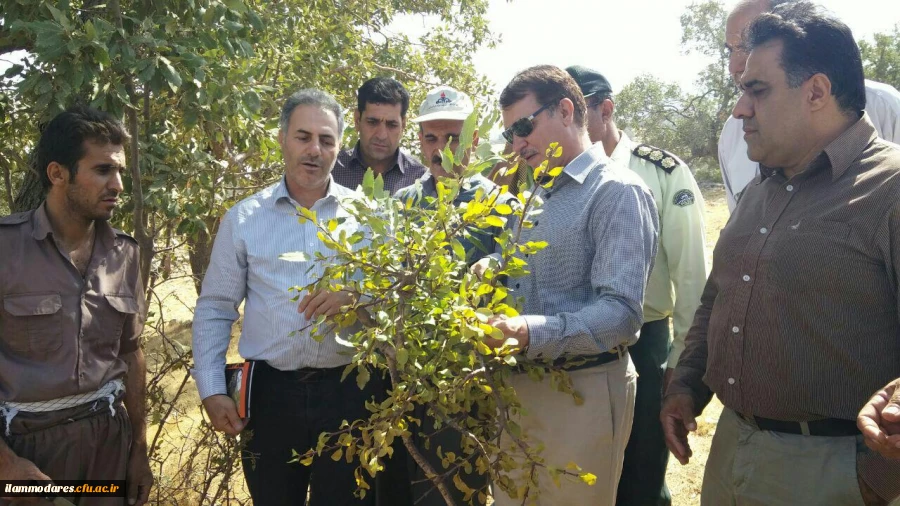 حضور دانشجو معلمان پردیس شهید مدرس ایلام در فعالیت زیست محیطی دفع آفت لورانتوس